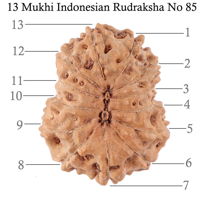 13 Mukhi Indonesian Rudraksha - Bead No. 85