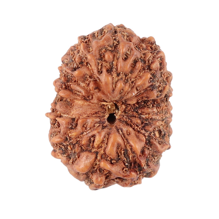 13 Mukhi Indonesian Rudraksha - Bead No. 86