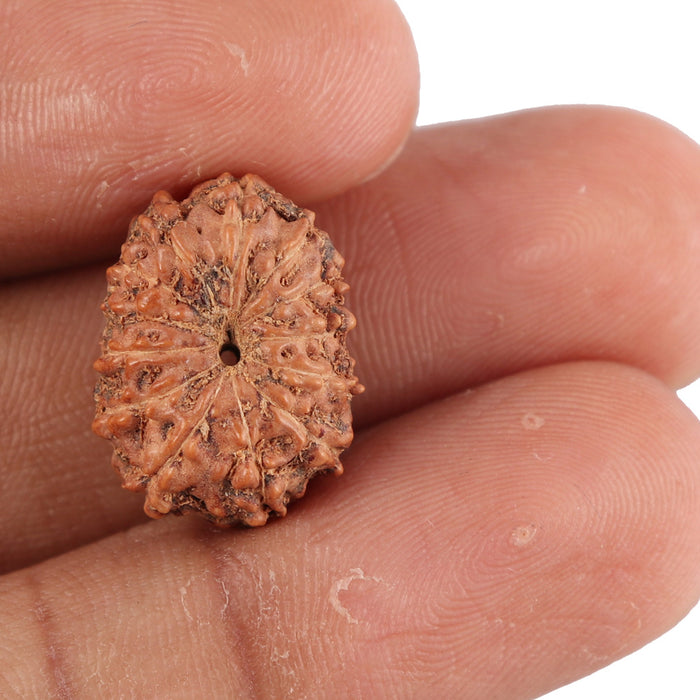 13 Mukhi Indonesian Rudraksha - Bead No. 86