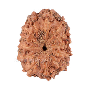 13 Mukhi Indonesian Rudraksha - Bead No. 86