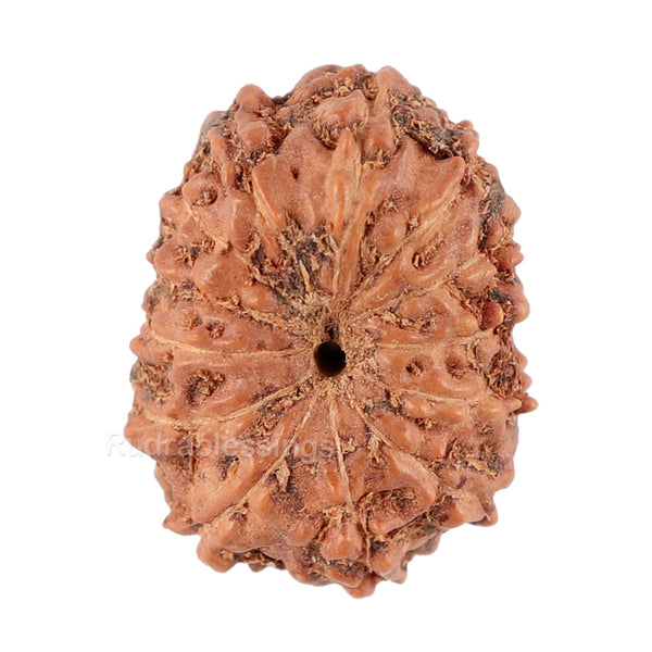 13 Mukhi Indonesian Rudraksha - Bead No. 86