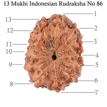 Load image into Gallery viewer, 13 Mukhi Indonesian Rudraksha - Bead No. 86
