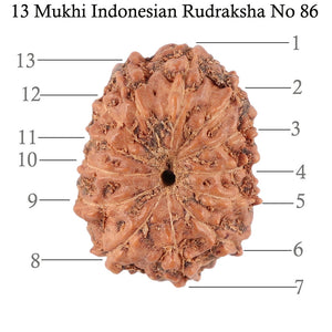 13 Mukhi Indonesian Rudraksha - Bead No. 86