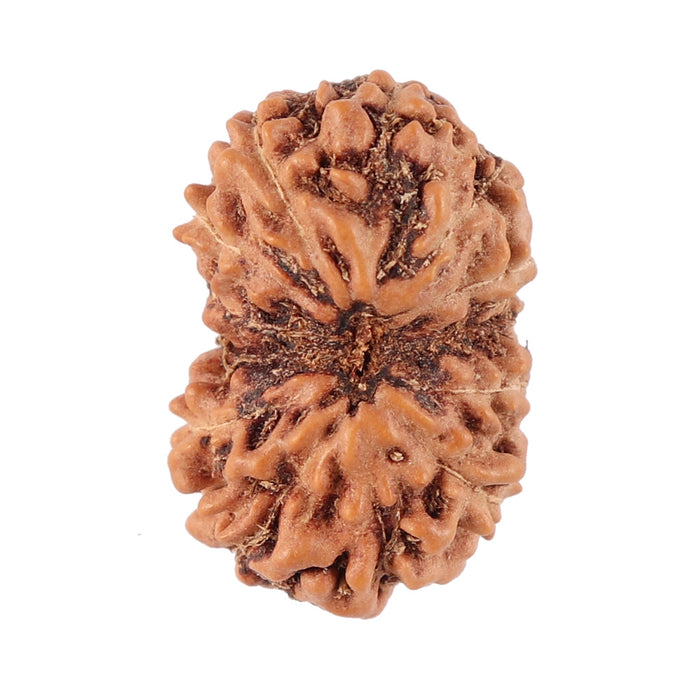 13 Mukhi Indonesian Rudraksha - Bead No. 89