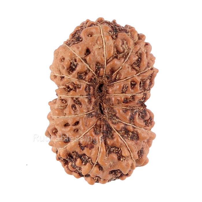 13 Mukhi Indonesian Rudraksha - Bead No. 89