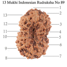 Load image into Gallery viewer, 13 Mukhi Indonesian Rudraksha - Bead No. 89
