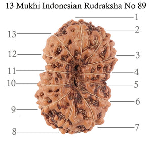 13 Mukhi Indonesian Rudraksha - Bead No. 89