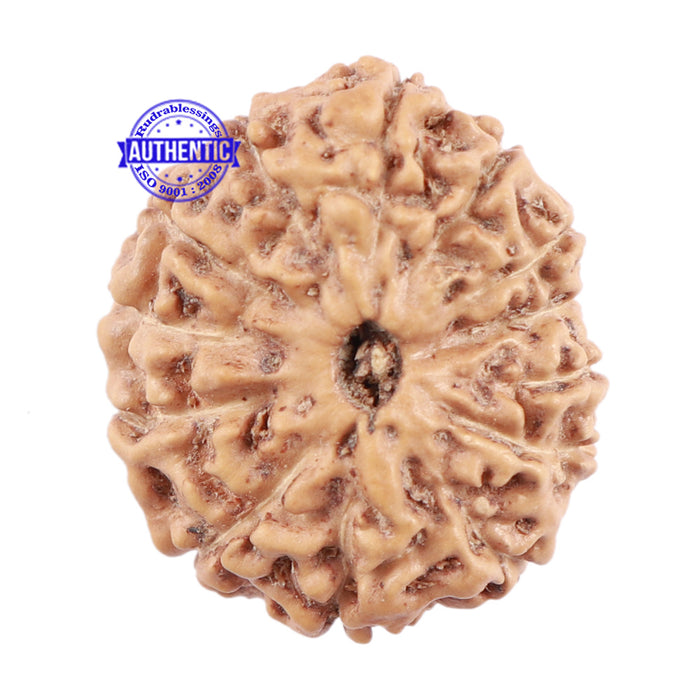 13 Mukhi Indonesian Rudraksha - Bead No. 148
