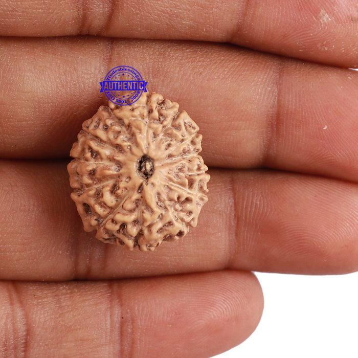13 Mukhi Indonesian Rudraksha - Bead No. 148