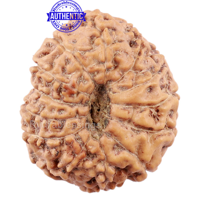 13 Mukhi Indonesian Rudraksha - Bead No. 148