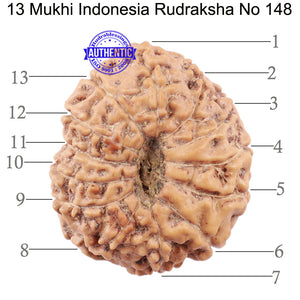 13 Mukhi Indonesian Rudraksha - Bead No. 148