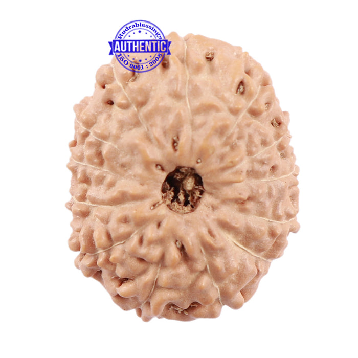 13 Mukhi Indonesian Rudraksha - Bead No. 149