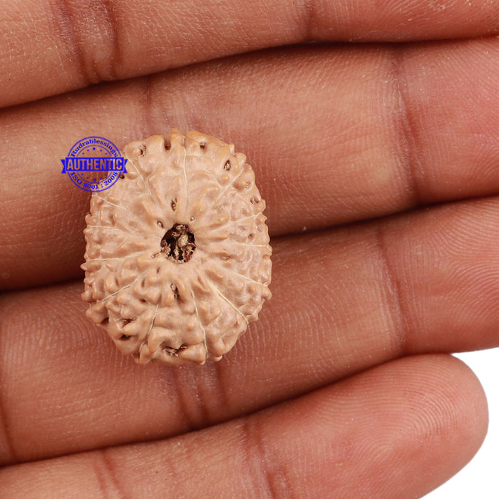 13 Mukhi Indonesian Rudraksha - Bead No. 149