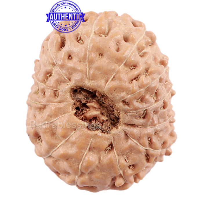 13 Mukhi Indonesian Rudraksha - Bead No. 149