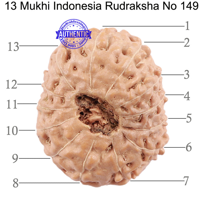 13 Mukhi Indonesian Rudraksha - Bead No. 149