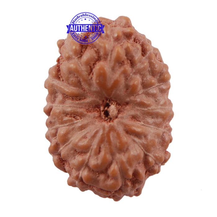 13 Mukhi Indonesian Rudraksha - Bead No. 156