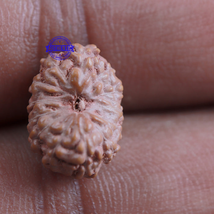 13 Mukhi Indonesian Rudraksha - Bead No. 156