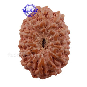 13 Mukhi Indonesian Rudraksha - Bead No. 156