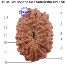 Load image into Gallery viewer, 13 Mukhi Indonesian Rudraksha - Bead No. 156
