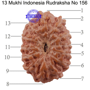 13 Mukhi Indonesian Rudraksha - Bead No. 156