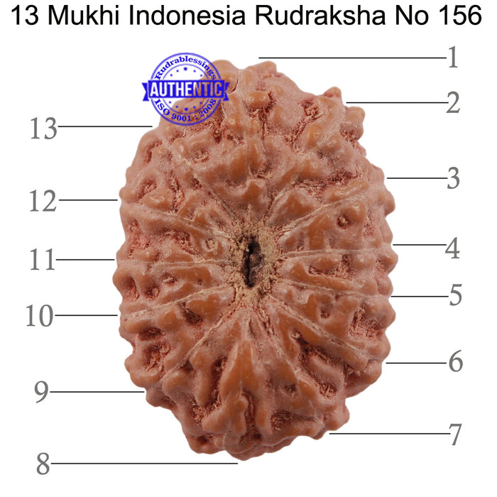 13 Mukhi Indonesian Rudraksha - Bead No. 156
