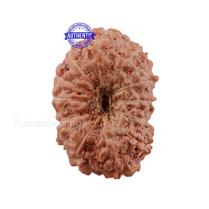 13 Mukhi Indonesian Rudraksha - Bead No. 160
