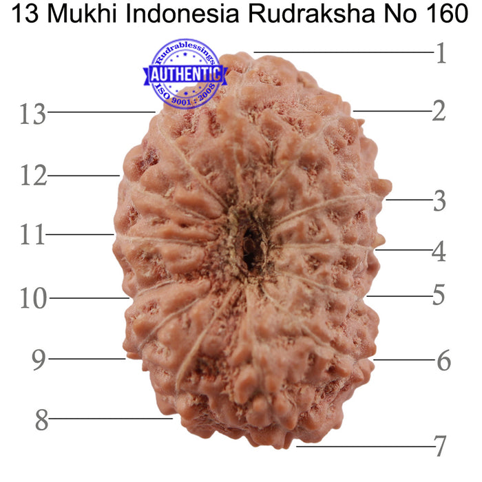 13 Mukhi Indonesian Rudraksha - Bead No. 160