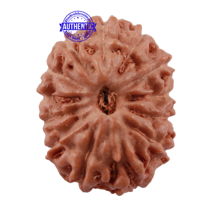 13 Mukhi Indonesian Rudraksha - Bead No. 161