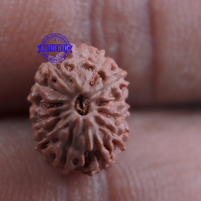 13 Mukhi Indonesian Rudraksha - Bead No. 161