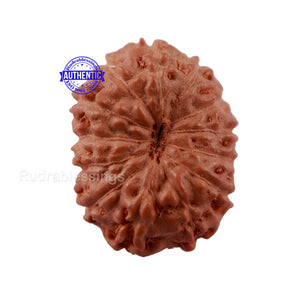 13 Mukhi Indonesian Rudraksha - Bead No. 161