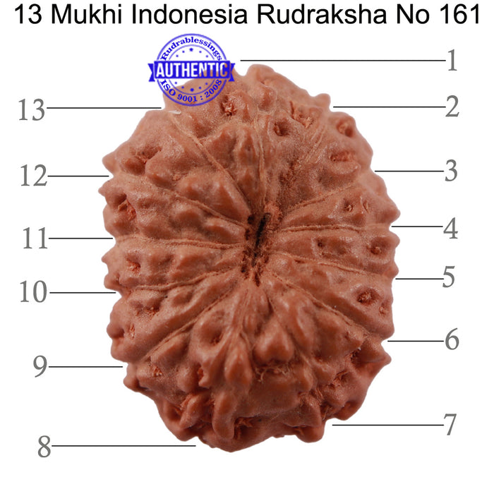 13 Mukhi Indonesian Rudraksha - Bead No. 161