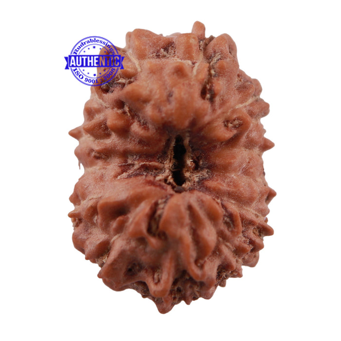 13 Mukhi Indonesian Rudraksha - Bead No. 166