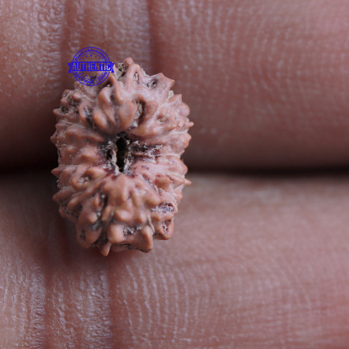 13 Mukhi Indonesian Rudraksha - Bead No. 166