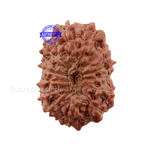 13 Mukhi Indonesian Rudraksha - Bead No. 166