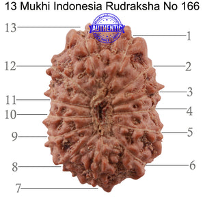 13 Mukhi Indonesian Rudraksha - Bead No. 166
