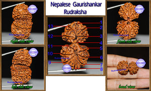 Gaurishanker Rudraksha with 13 Mukhi - Bead No. 46