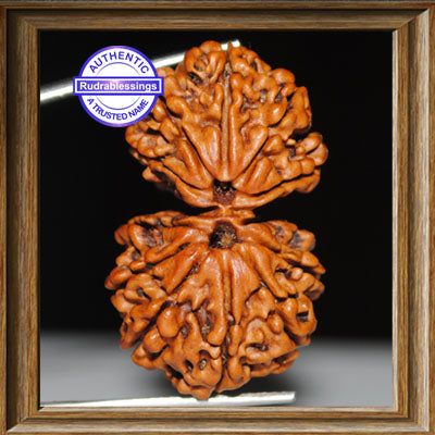 Gaurishanker Rudraksha with 13 Mukhi - Bead No. 46