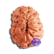 Load image into Gallery viewer, 13 Mukhi Indonesian Rudraksha - Bead No. 213
