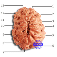 Load image into Gallery viewer, 13 Mukhi Indonesian Rudraksha - Bead No. 213
