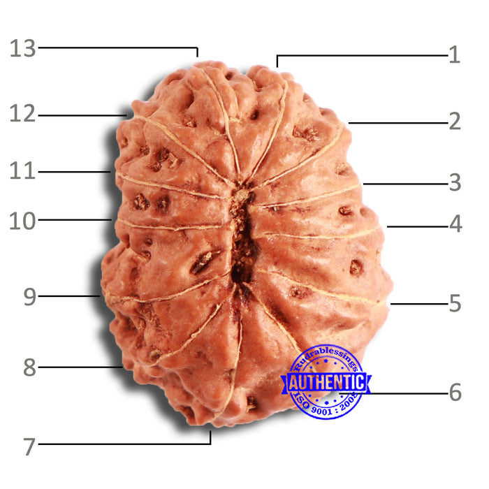 13 Mukhi Indonesian Rudraksha - Bead No. 213