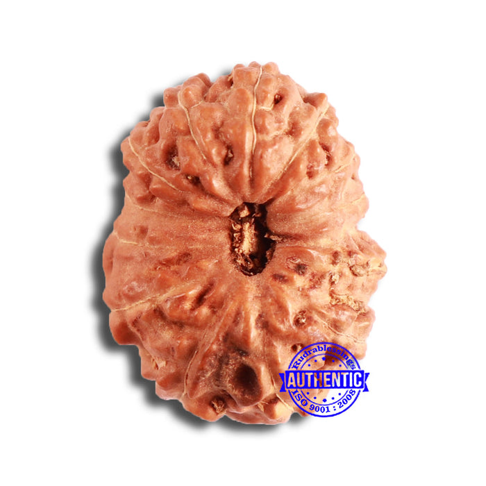 13 Mukhi Indonesian Rudraksha - Bead No. 213