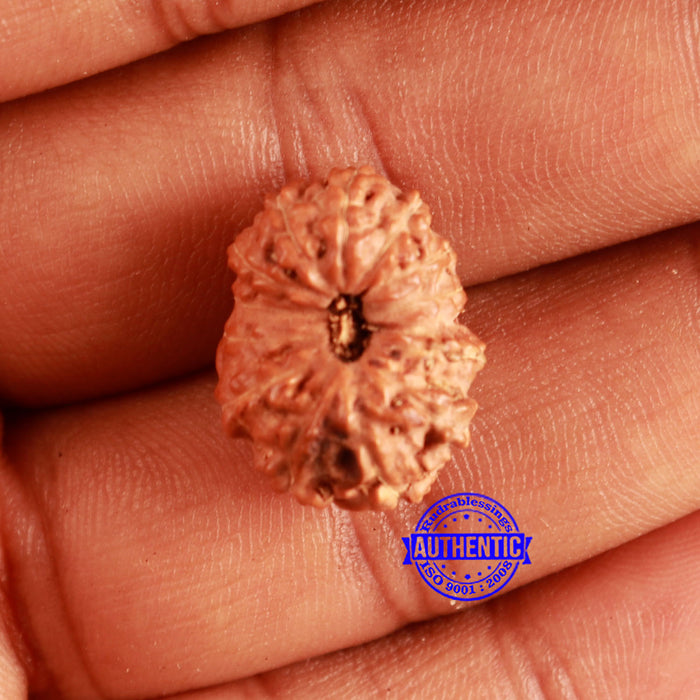 13 Mukhi Indonesian Rudraksha - Bead No. 213