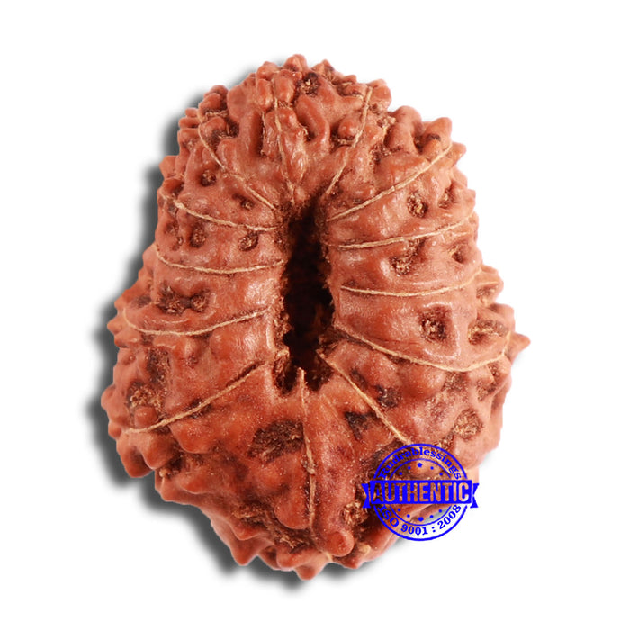 13 Mukhi Indonesian Rudraksha - Bead No. 214
