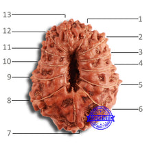 Load image into Gallery viewer, 13 Mukhi Indonesian Rudraksha - Bead No. 214
