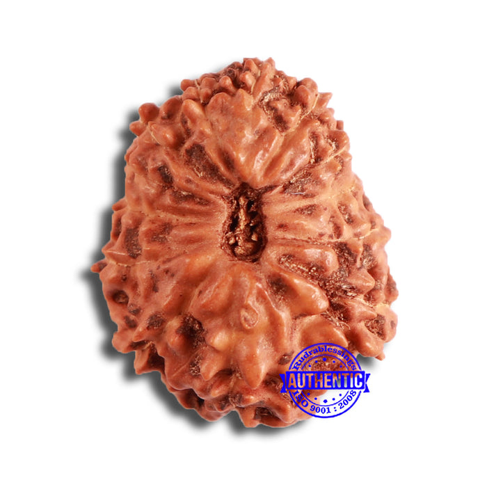 13 Mukhi Indonesian Rudraksha - Bead No. 214