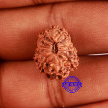 Load image into Gallery viewer, 13 Mukhi Indonesian Rudraksha - Bead No. 214
