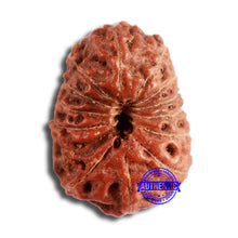 Load image into Gallery viewer, 13 Mukhi Indonesian Rudraksha - Bead No. 215

