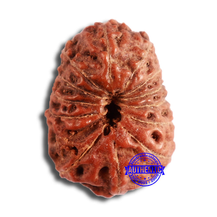 13 Mukhi Indonesian Rudraksha - Bead No. 215