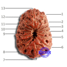 Load image into Gallery viewer, 13 Mukhi Indonesian Rudraksha - Bead No. 215
