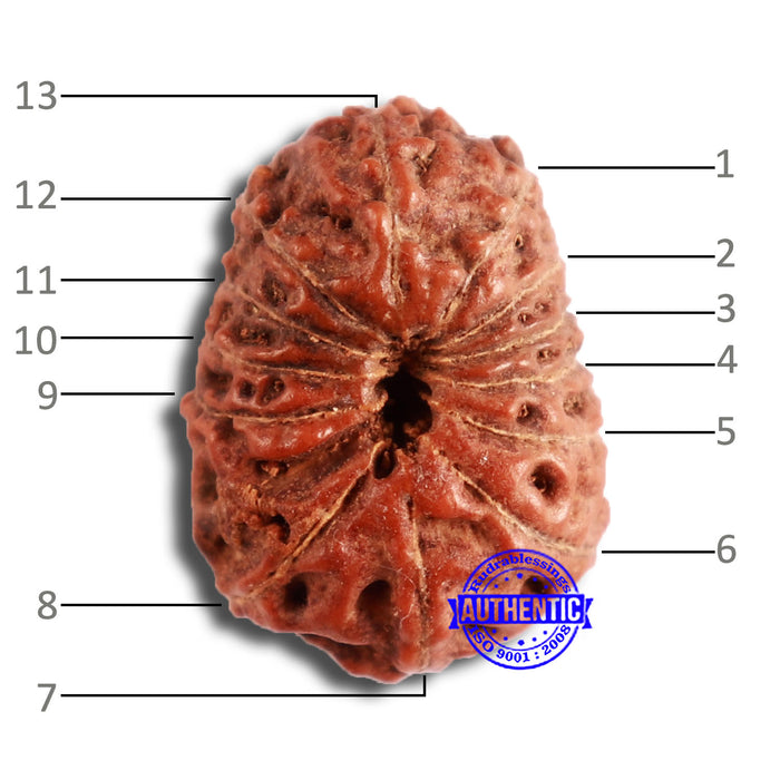 13 Mukhi Indonesian Rudraksha - Bead No. 215